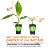 Truly Tiny Banana Live Plant - Musa 'Truly Tiny' by