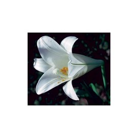 Flower Essence Services Easter Lily Dropper Herbal Supplements, 0.25 Ounce