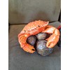 Red Crab Sitting On Coconuts - Nautical Decor - Beach