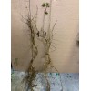 live plant Two plants 2-3 year old Washington hawthorn (Crataegus