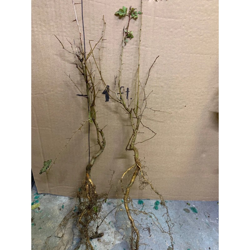 live plant Two plants 2-3 year old Washington hawthorn (Crataegus