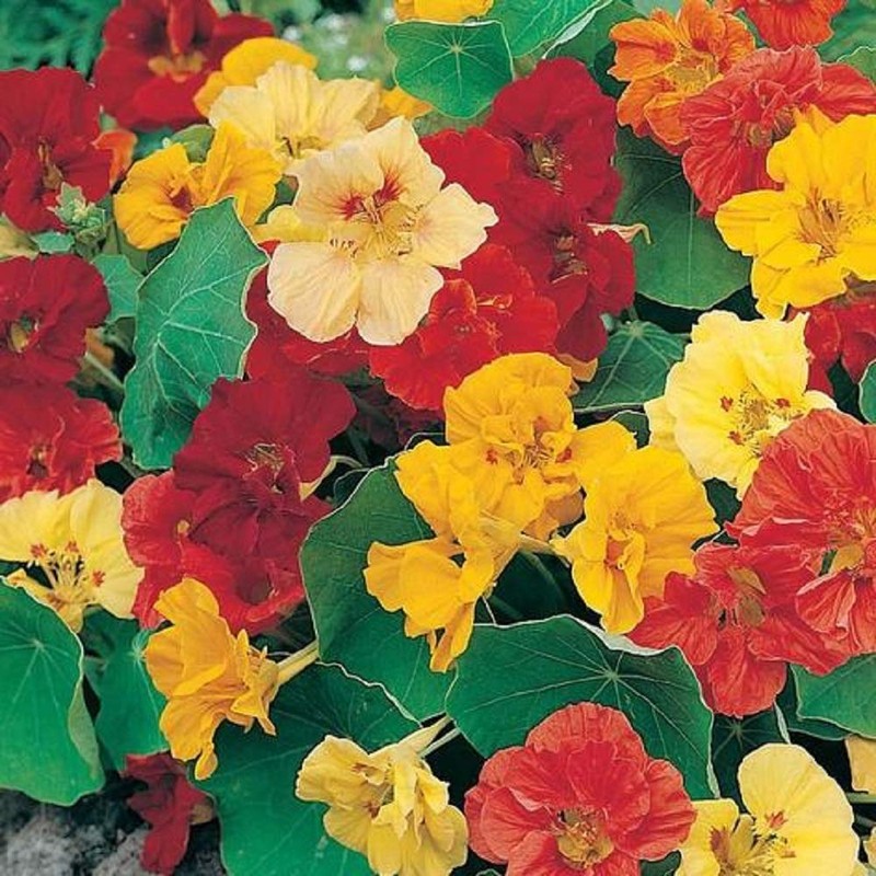 Dwarf Jewel Mix Nasturtium Flower, Pack of 500 Seeds by