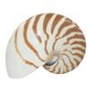 U.S. Shell Chambered Nautilus, 4 to 5"