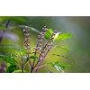 22Day Seeds: Seeds Holy Basil/Ornamental Tulsi Tree/Non GMO/Heirloom