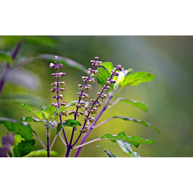 22Day Seeds: Seeds Holy Basil/Ornamental Tulsi Tree/Non GMO/Heirloom