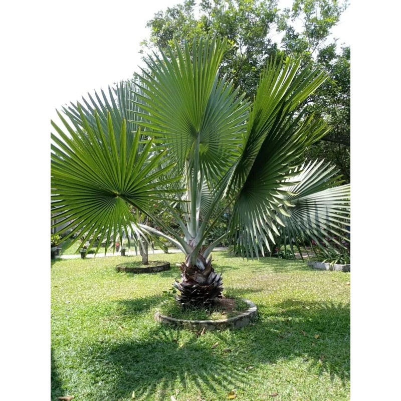 CZ Grain 15 Mexican Fan Palm Tree Seeds Washingtonia Robusta