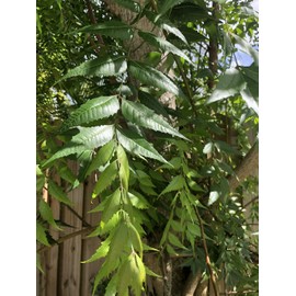 Fresh Neem Leaves - Approx 200 Leaves