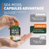 Purawex 60 Capsules of Irish Sea Moss, Black Seed Oil,