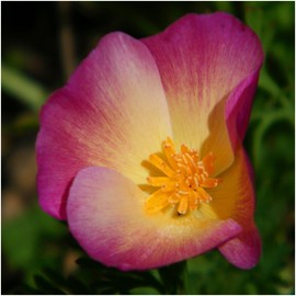 Seed Needs, Purple Gleam California Poppy Seeds - 2,000 Seeds for Planting Eschscholzia californica - Open Pollinated & Untreated Wildflowers for Growing a Butterfly Garden (1 Pack)