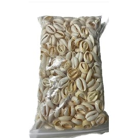 Caracoles abiertos santeria cowrie conchas de mar 15 oz caracoleles de mar abiertos blancos caracoles aye