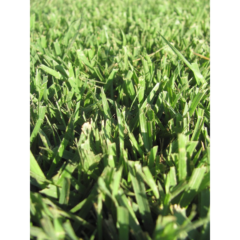 Zoysia Sod Slab for Plugs