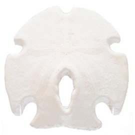 Set of 6 White Rustic Arrowhead Sand Dollars 3-3 1/2" Beach Wedding Coastal Cottage Decor