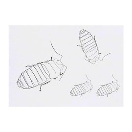 Azeeda 4 x 'Neugierige Fauchschabe' Temporäre Tattoos - Wasserfest, Hautfreundlich & Ungiftig · Transfers in Verschiedenen Größen (TO00074124)