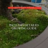 Moss Spores for Bonsai Trees - Covers Up to Three
