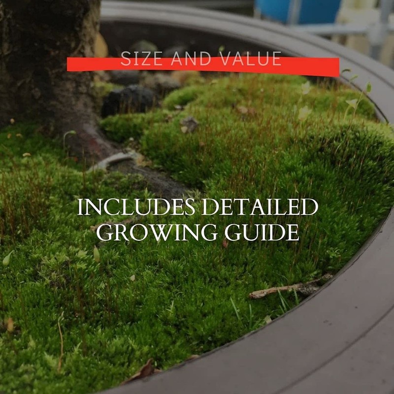 Moss Spores for Bonsai Trees - Covers Up to Three