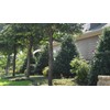 Ilex Nellie R. Stevens Holly | 3 Large Gallon Size