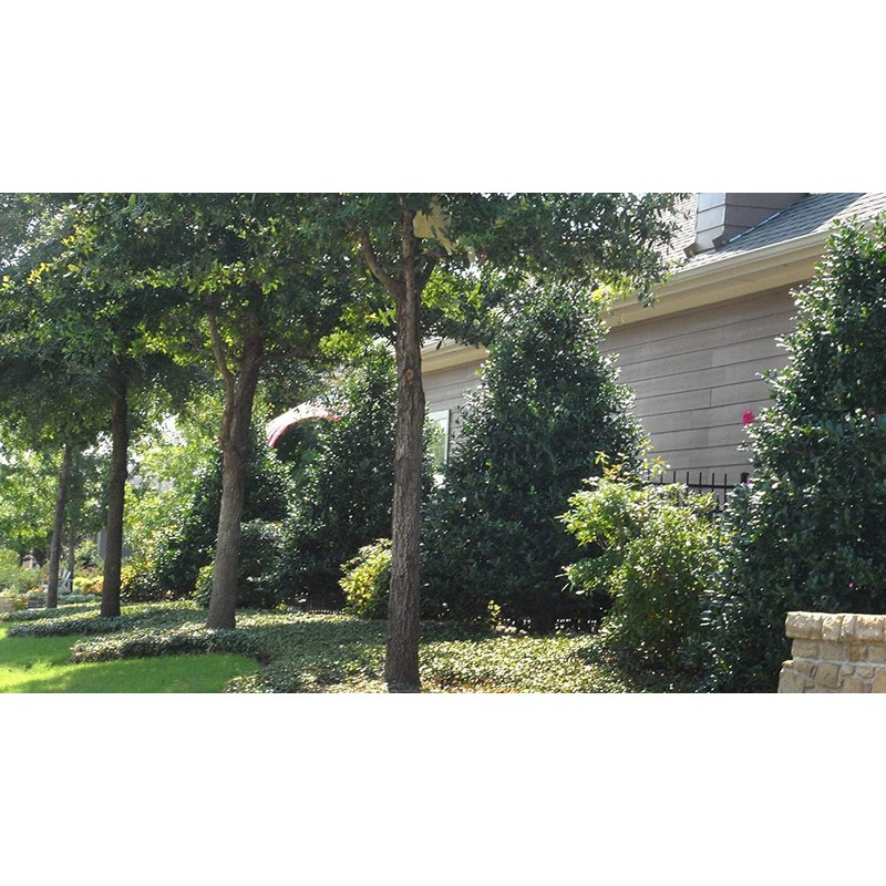 Ilex Nellie R. Stevens Holly | 3 Large Gallon Size