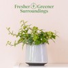 American Plant Exchange English Ivy Variegated – 4-Inch Pot –