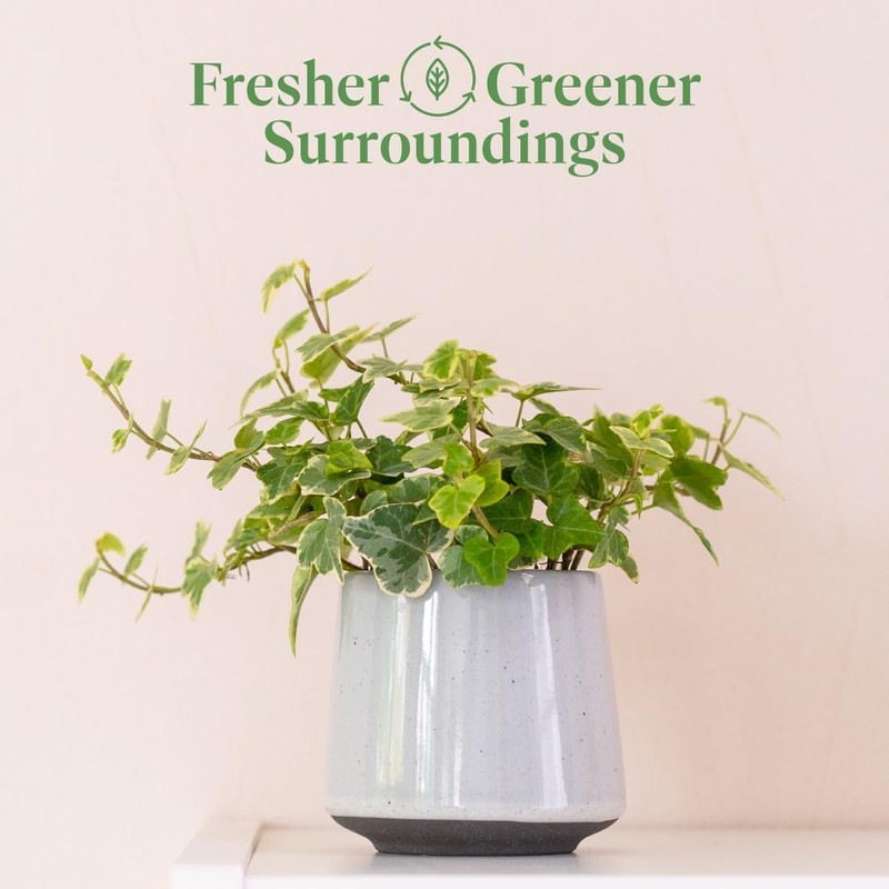 American Plant Exchange English Ivy Variegated – 4-Inch Pot –
