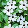 Park Seed White Black-Eyed Susan Vine Thunbergia – Elegant Black