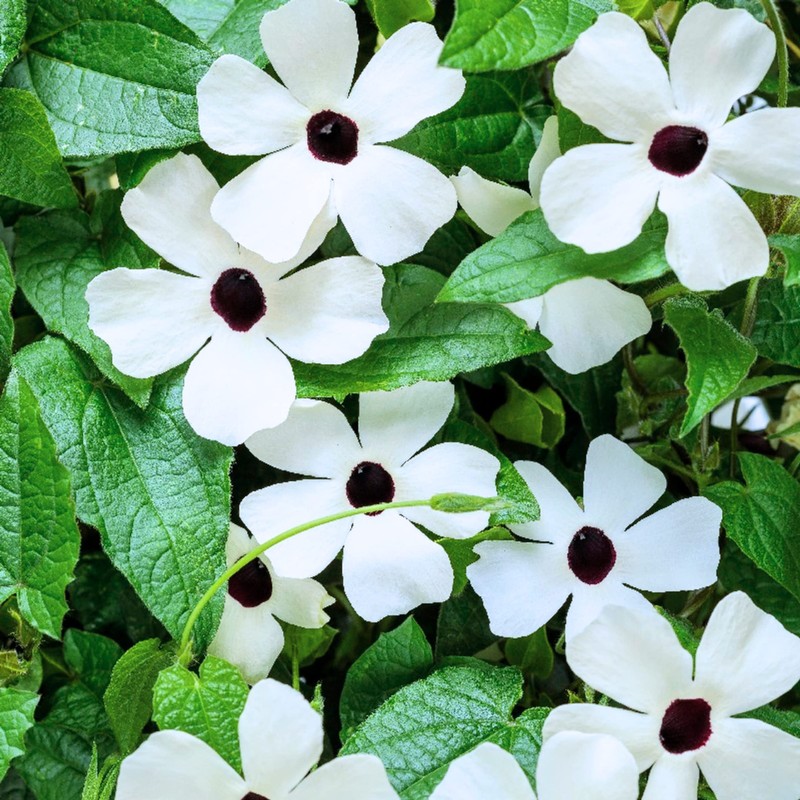 Park Seed White Black-Eyed Susan Vine Thunbergia – Elegant Black