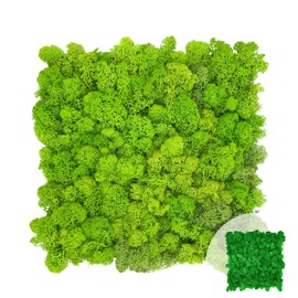 GJS Moss Picture – Moss Mat / Moss Plate (30 x 30 cm) Made of Real Iceland Moss for Moss Wall/Plant Picture/Decorative Panels for Crafts/Making Yourself