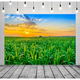 CORFOTO Fabric 10x8ft Sunrise Corn Field Backdrop Rural Corn Fields Agriculture Crop Farm View Photo Background Country Scenery Fall Harvest Party Decorations Kids Portait Artistic Props