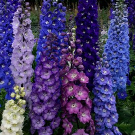 Toadstool Seeds 50 Dark Mix Delphinium Seeds Perennial Garden Flower Seed Flowers 129 US SELLER