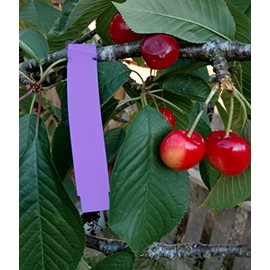 1000 Wrap Around Tree Labels 5" x 1/2" Thermal Plastic Tree Tags Plant Labels, Printable by Dmarketline (Lavender)