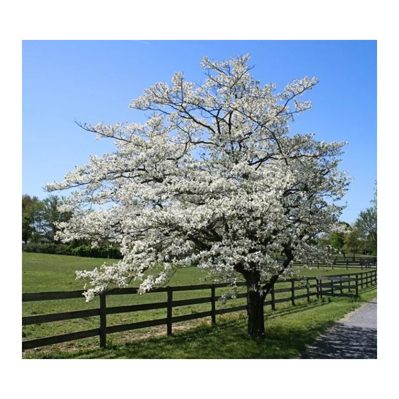Tree White Flowering Dogwood Tree - 24-36" Tall Live Plant