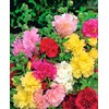NIKA SEEDS - Seeds Flowers Hollyhock Majorette Mix Perennial -
