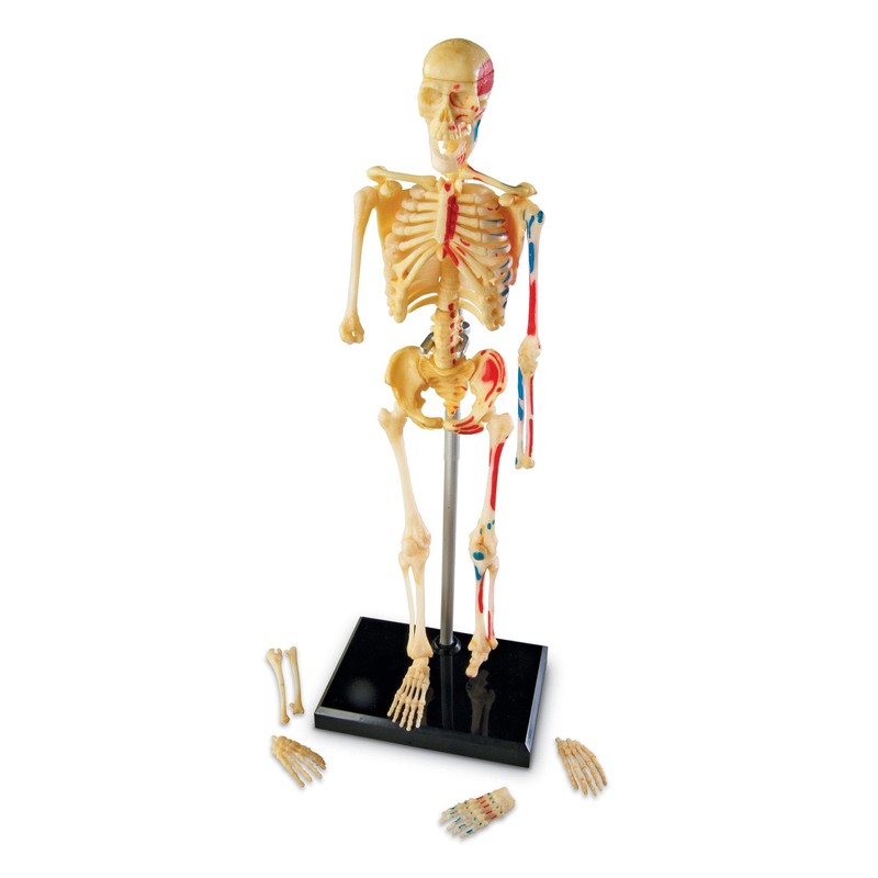 Learning Resources Skeleton Model, Science Classroom Must Haves, STEM Student