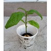 Tree Large California Avocado Live Organic Fruit Rooted Evergreen Tree