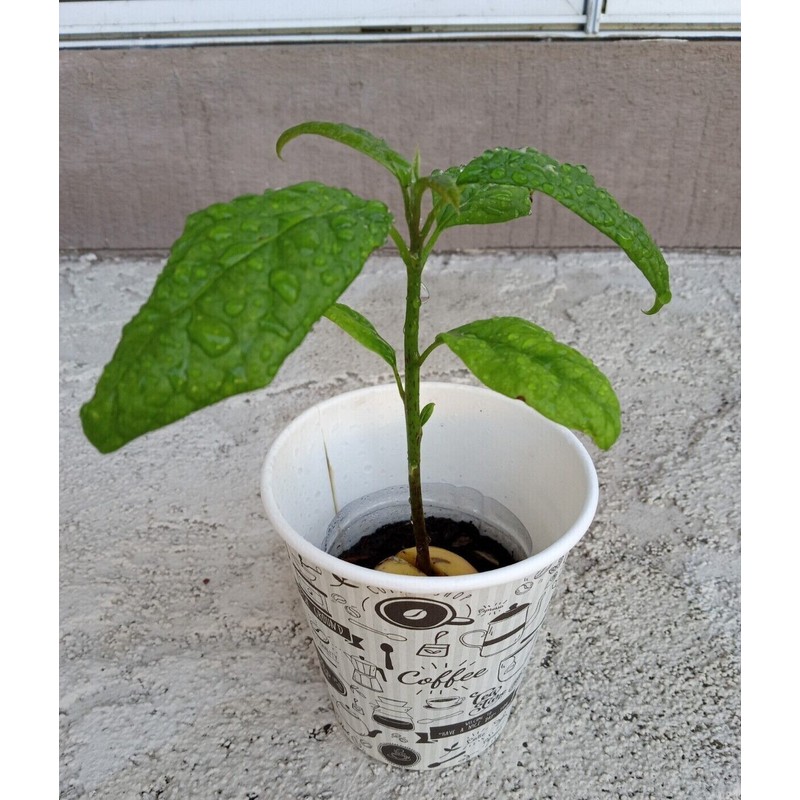 Tree Large California Avocado Live Organic Fruit Rooted Evergreen Tree