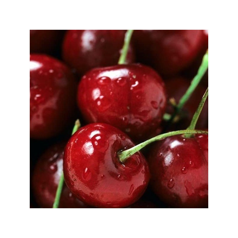 Mulato - Repigmentation care Lie de Vin