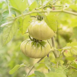 Aunt Ruby's Green German Tomato Garden Seeds - 4 Oz ~30,000 Seeds - Non-GMO, Heirloom, Annual Gardening Seeds - Solanum lycopersicum