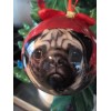 PUG ~ CHRISTMAS BALL ORNAMENT #31