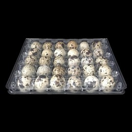 Cabilock Pack of 12 24 Egg Boxes Quail Eggs Transparent Plastic Organiser Plastic Egg Boxes Egg Tray for Fridge Quail Eggs Quail Eggs Flat Kitchen Egg Tray Home