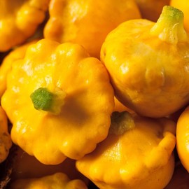 Sunburst Hybrid Summer Squash Seeds (10 Seeds)