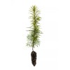The Jonsteen Company Douglas-fir | Small Tree Seedling | The