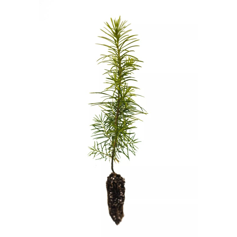 The Jonsteen Company Douglas-fir | Small Tree Seedling | The