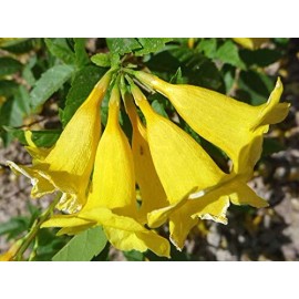 CZ Grain Yellow Trumpetbush Seeds - 20+ Seeds to Grow - Rare and Exotic Trumpet Bush Seed