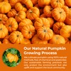 eHerbal Pure Freeze-Dried Pumpkin Powder, 2.43 oz – 100% Natural