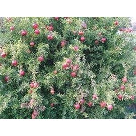 Palm Beach Medicinal Herbs - Dwarf Pomegranate - Packet of 5 Seeds