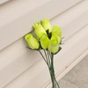 Light Green Closed Bud Roses 8-Pack