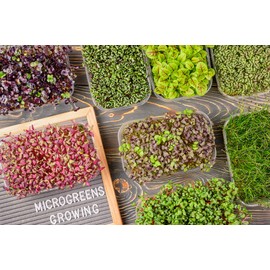 Basic Salad Mix Microgreens Seeds for Planting, 300+ Premium Heirloom Seeds, Indoor/Outdoor, (Isla's Garden Seeds), Non GMO, 85-90% Germination, Fun Home Garden Gift
