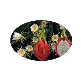 Dragon Fruit Hylocereus undatus Pitahaya Fruit Production Green White Flowering Plant Starter Size 4 Inch Pot Emerald R