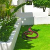 NQEUEPN 3D Printed Snake, PLA 3D Printed Cobra Black Red
