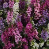 Outsidepride Angelonia Serenita Flower Seed Mix - 30 Seeds