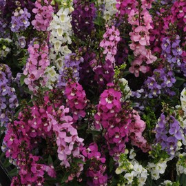 Outsidepride Angelonia Serenita Flower Seed Mix - 30 Seeds